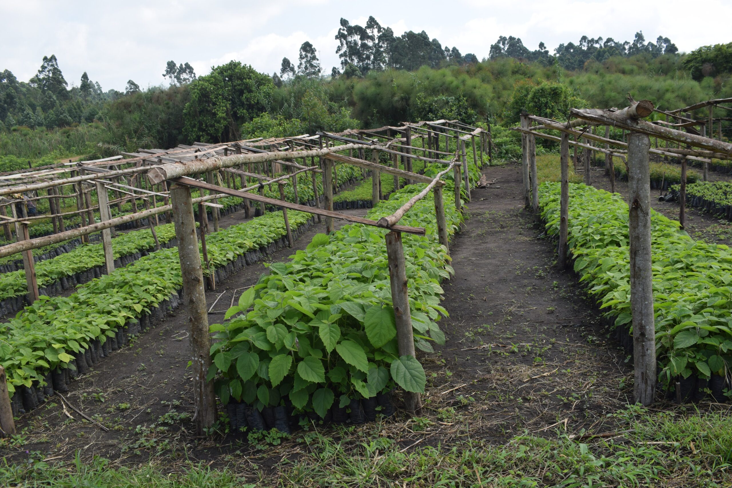 Community members engaged in sustainable land management in the Albertine Region
